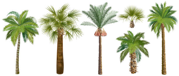 набор пальм реалистичных векторных иллюстраций на белом фоне. - palm tree tree isolated landscaped stock illustrations