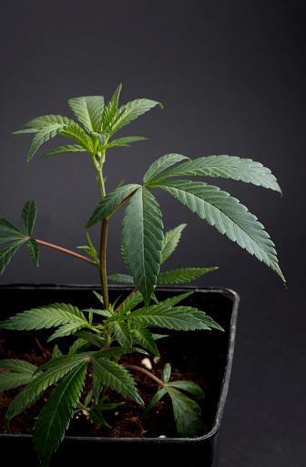 marijuana leaf, cannabis plant, indoor cultivation, black background