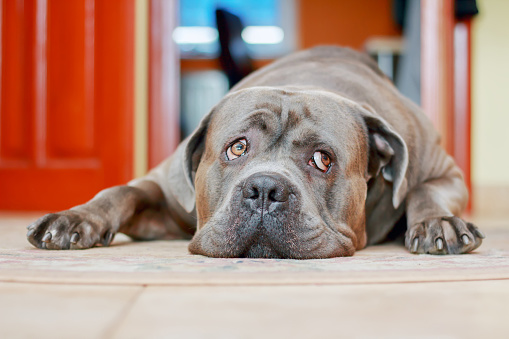 Sad cane corso dog lying on the carpet in the house