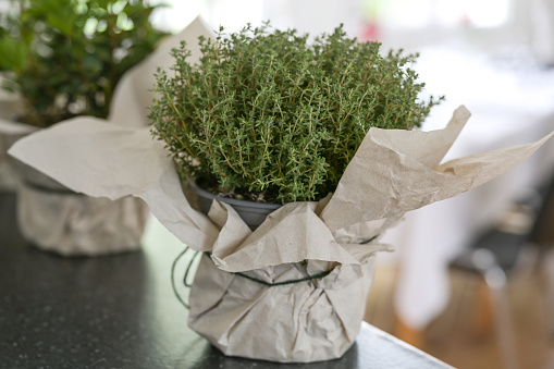 Potted thyme plant with decorative paper wrapping on a kitchen counter as an indoor herb garden, selected focus, narrow depth of field