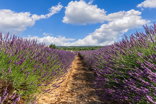 Lavender Grosso large grower and blooms heavily in summertime. Vaucluse, Provence, France