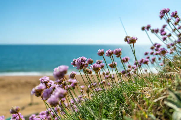 istock Close up of Armeria maritima (Sea Thrift) 1396217111