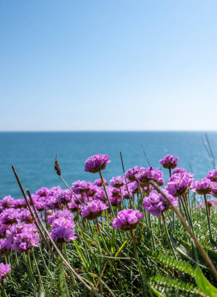 istock Close up of Armeria maritima (Sea Thrift) 1396217719