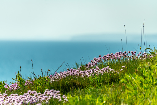 Close up of Armeria maritima (Sea Thrift) in the sun