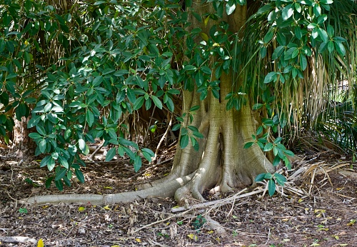Banyan tree and roots in SW Florida leaves beautiful