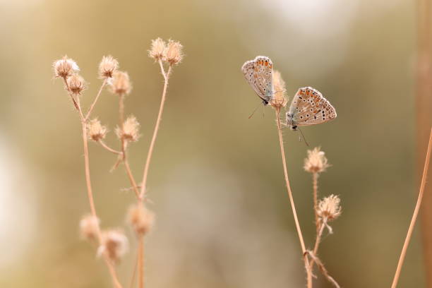 istock Two butterflies on a flower 1396219435