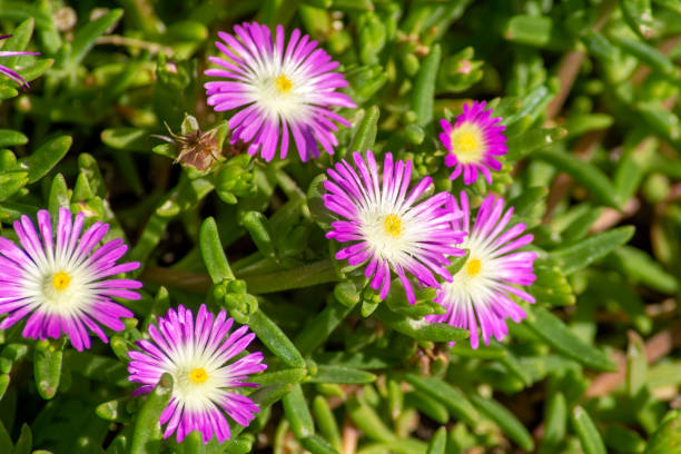 Purple and white flowers of an ice-plant (delosperma nubigenum culivar) Delosperma is a genus of around 170 species of succulent plants, formerly included in Mesembryanthemum in the family Aizoaceae.  The genus is common in southern and eastern Africa. Delosperma species, as do most Aizoaceae, have hygrochastic capsules, opening and closing as they wet and dry. delosperma nubigenum stock pictures, royalty-free photos & images
