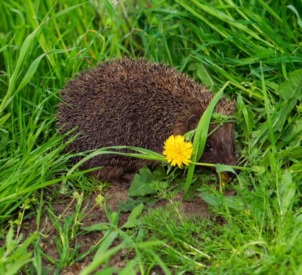 istock hedgehog, mammals small animal, hides in herbaceous plants 1396219515