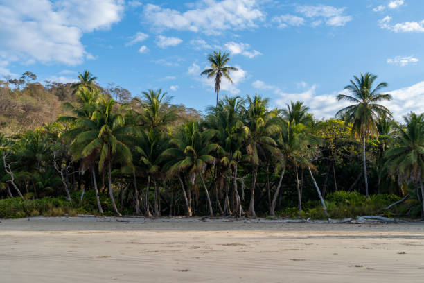 istock Beautiful exotic beach with palm trees 1396220440