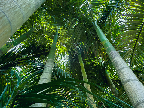 Standing at the base of a group of alexandra palms looking towards the dense growth at the top