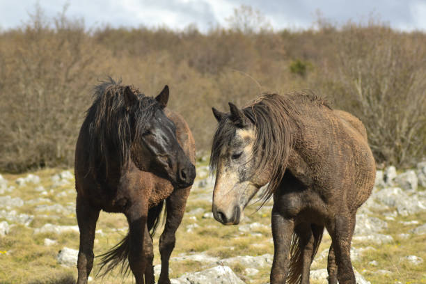 istock Wild horses take care of each other 1396221714