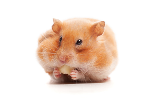 Small hamster eating cheese isolated on white background