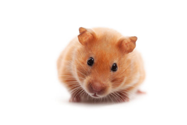 A golden Syrian hamster, bathed in a soft spotlight, forages intently against a deep black backdrop. Her tiny paws delicately sift through a scattering of seeds and grains, her whiskers twitching with concentration. The rich, dark setting accentuates her warm, honey-colored fur and the bright, curious gleam in her eyes as she searches for a tasty morsel.