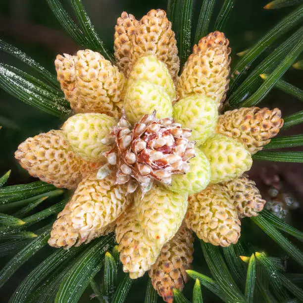 Detail of flowers of the dwarf pine with pollen and pine needles in spring