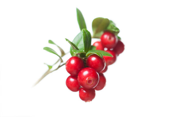 Red cowberry isolated over white background Red cowberry isolated over white background bearberry stock pictures, royalty-free photos & images