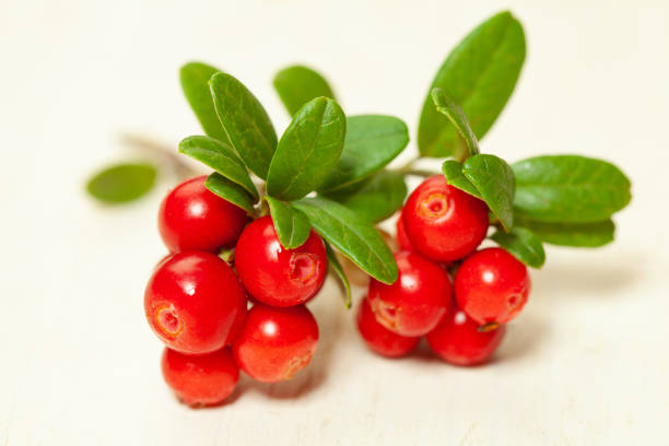 macro cowberry. foxberry sur bois blanc - bearberry photos et images de collection