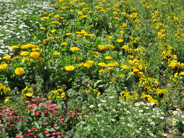 istock Spring flowerbed with many colorful flowers in full bloom 1396222836