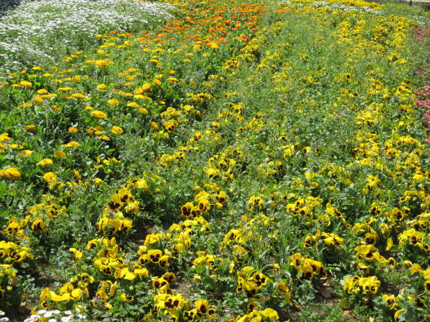 istock Spring flowerbed with many colorful flowers in full bloom 1396222838