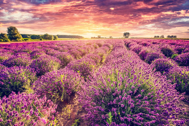 istock Lavender flower field landscape at sunset 1396224696