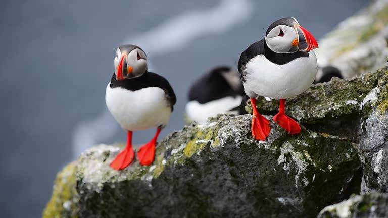 Close up of Beautiful vibrant of Atlantic Puffins on Latrabjarg cliffs