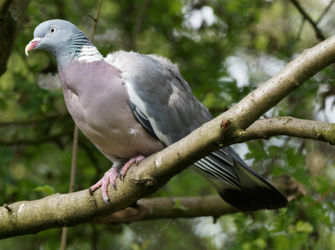 A Woodpigeon (Columba palumbus) perched on a tree branch