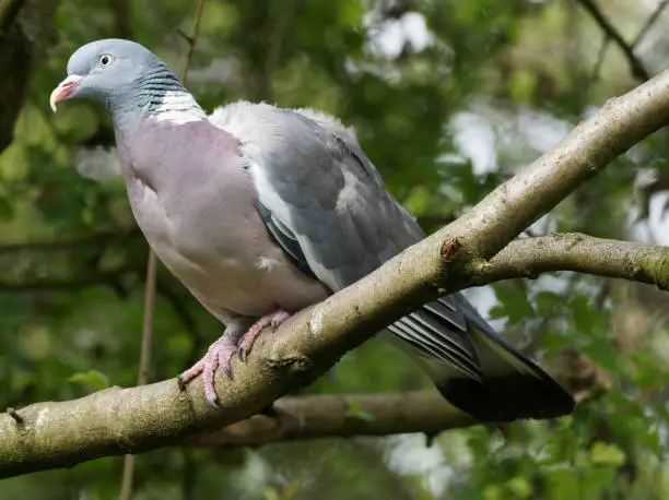 A Woodpigeon (Columba palumbus) perched on a tree branch at Fairburn Ings in Wakefield, West Yorkshire.