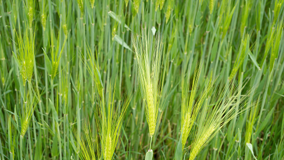 barley detail of the field.