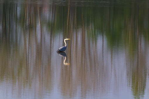Grey heron, Ardea cinerea bird standing from side in pond and abstract reflection. Wildlife animal background