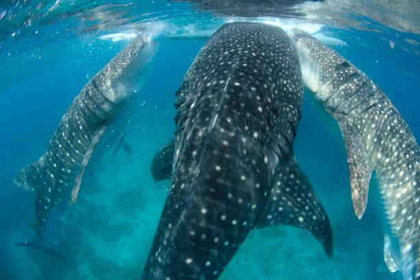 istock Whale shark Asia Philippines 1396234683