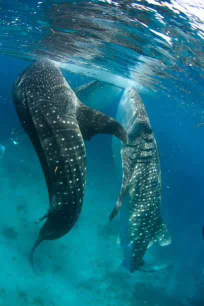 istock Whale shark Asia Philippines 1396234701