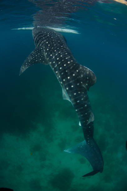 istock Whale shark Asia Philippines 1396234741