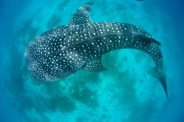 istock Whale shark Asia Philippines 1396234743