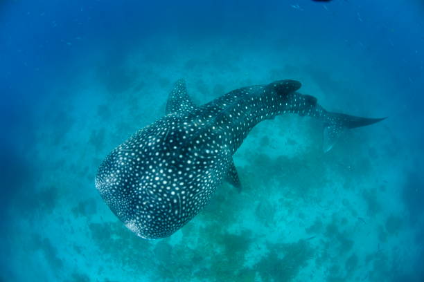 istock Whale shark Asia Philippines 1396234744