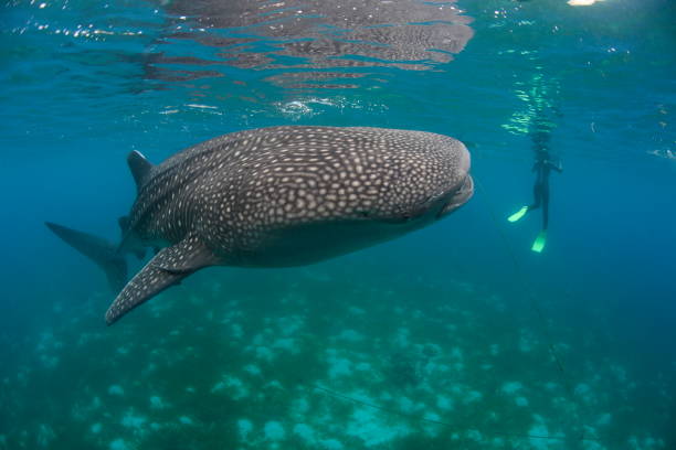 istock Whale shark Asia Philippines 1396234766