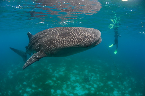 Whale shark swimming with a scuba diver