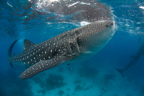 istock Whale shark Asia Philippines 1396234793