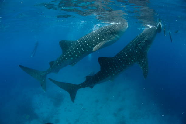 istock Whale shark Asia Philippines 1396234797