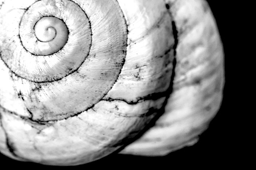 Macro photography of white snail shell on black background