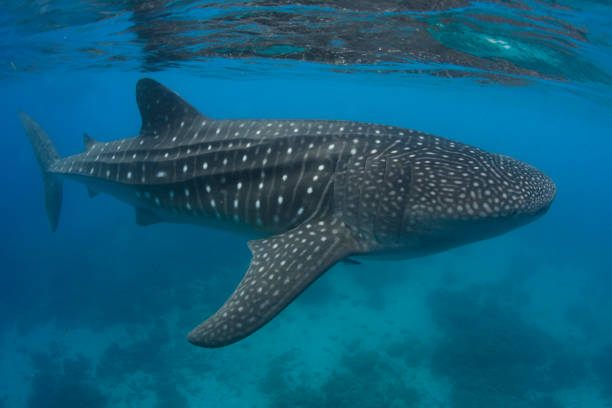istock Whale shark Asia Philippines 1396234891