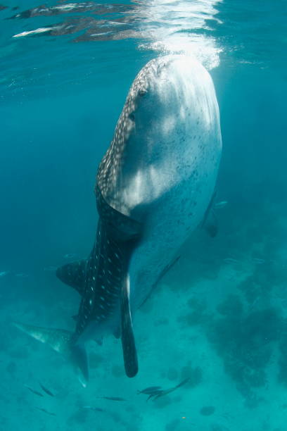 istock Whale shark Asia Philippines 1396234920