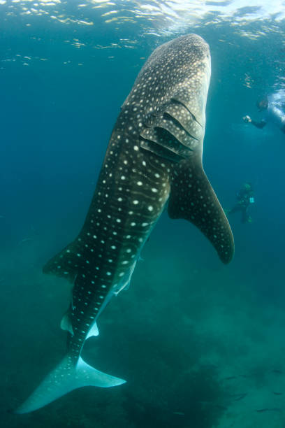 istock Whale shark Asia Philippines 1396234965