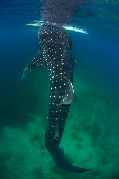istock Whale shark Asia Philippines 1396234969