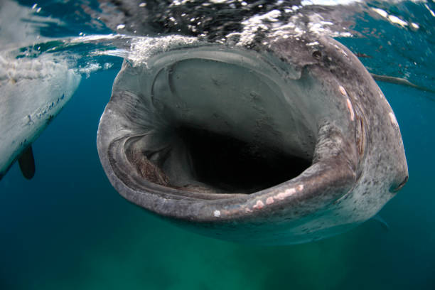 istock Whale shark mouth open Philippines 1396234973