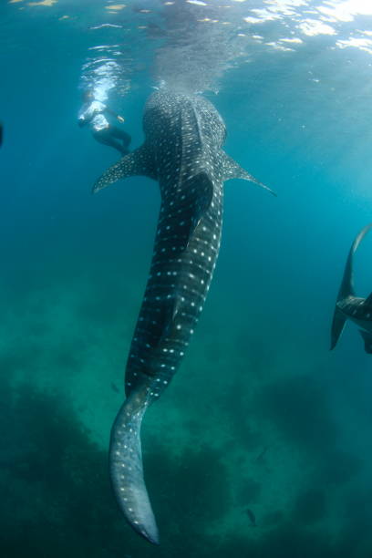 istock Whale shark Asia Philippines 1396236035