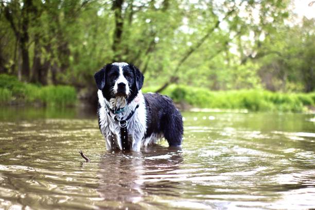 istock Happy dog Border collie labrador mix In river 1396236845