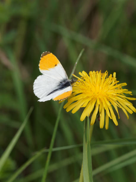 An Orange-Tip (Anthocharis cardamines) butterfly on a yellow dandelion head flowe