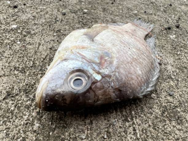 close up die nile tilapia fish on cement floor