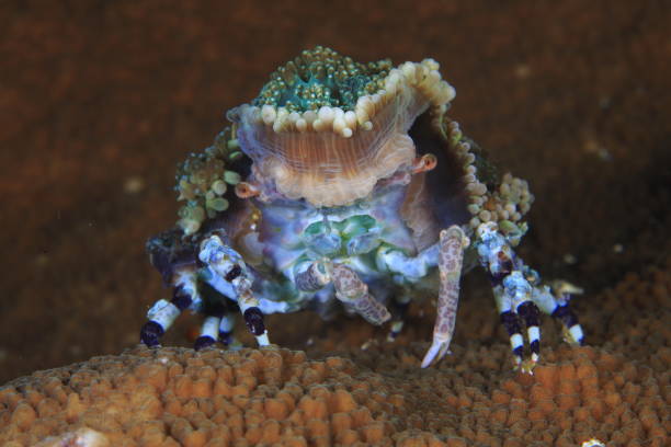 istock Decorator spider Crab or Cyclocoeloma tuberculata 1396238987