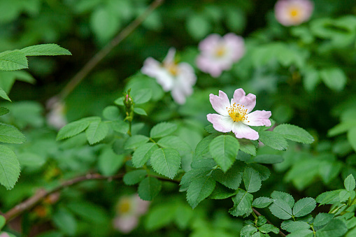 Wild rose with simple, non-double flowers, isolated on white background, close-up.