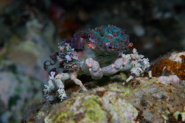 istock Decorator spider Crab or Cyclocoeloma tuberculata 1396240590